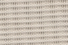 X2031-Sand-Dollar